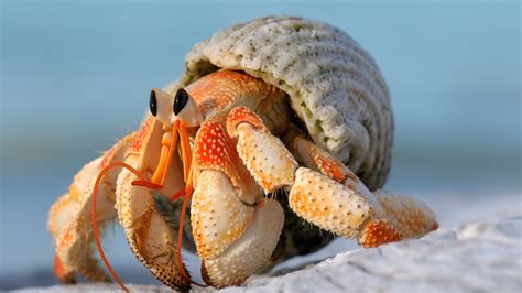 live hermit crab near me.